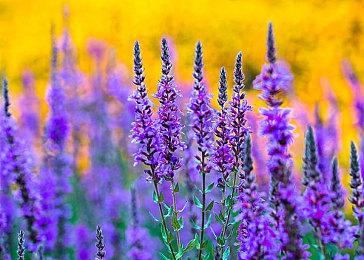 《星海乐章》首曝：开启你的奇妙冒险之旅，Steam页面上线！